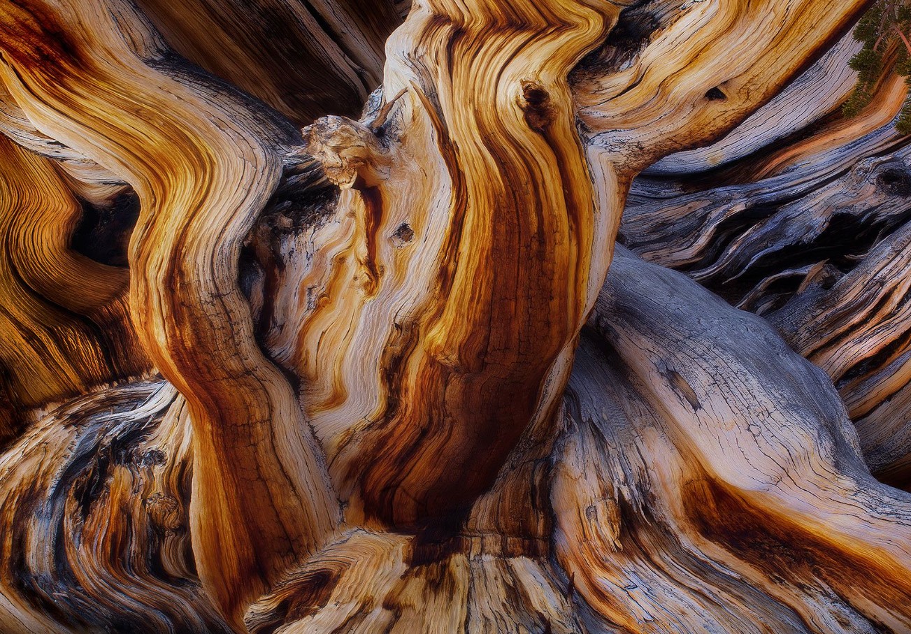 Дерево, которое «движется»: почему twisted wood — главный тренд в 2026