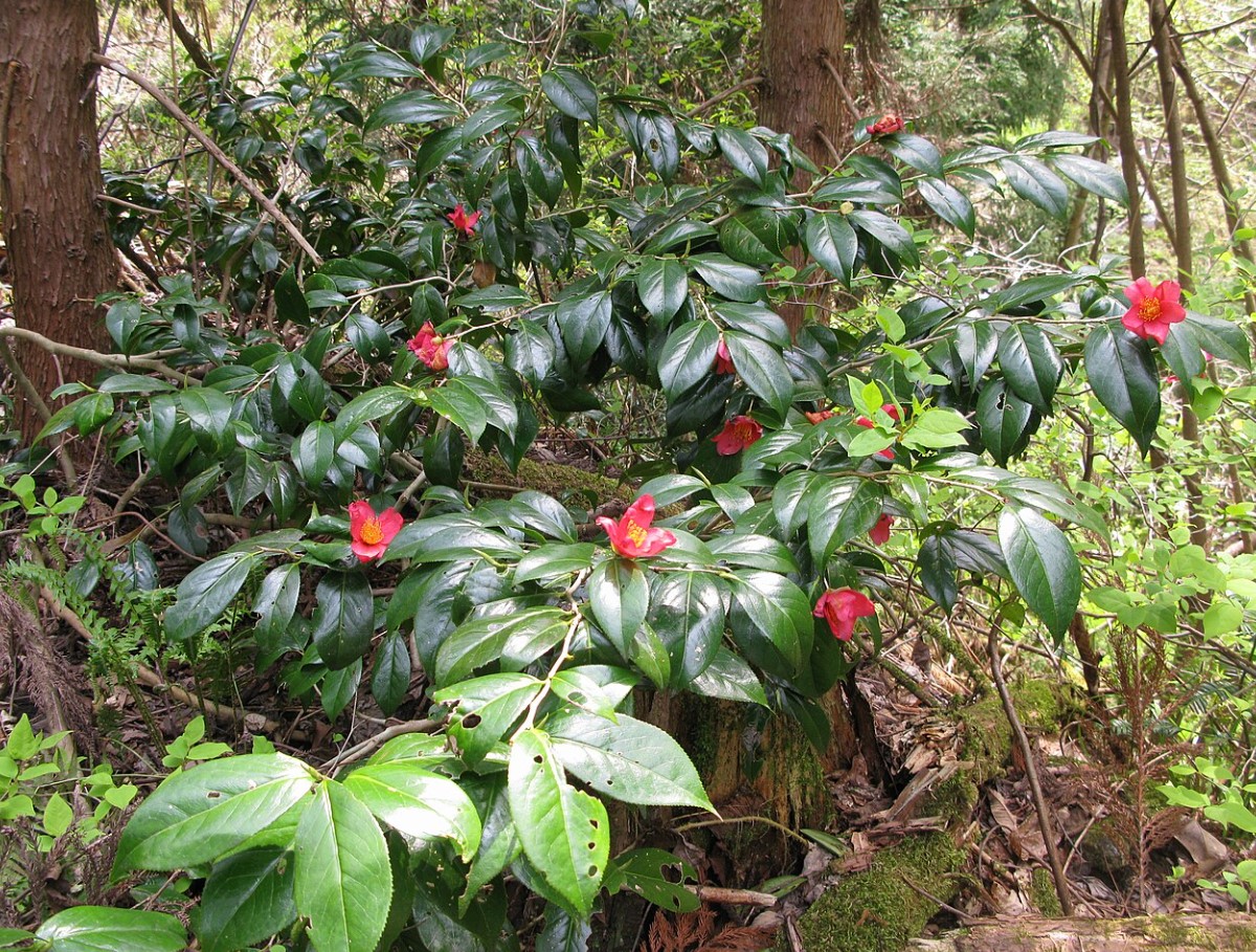 камелия японская (Camellia japonica)