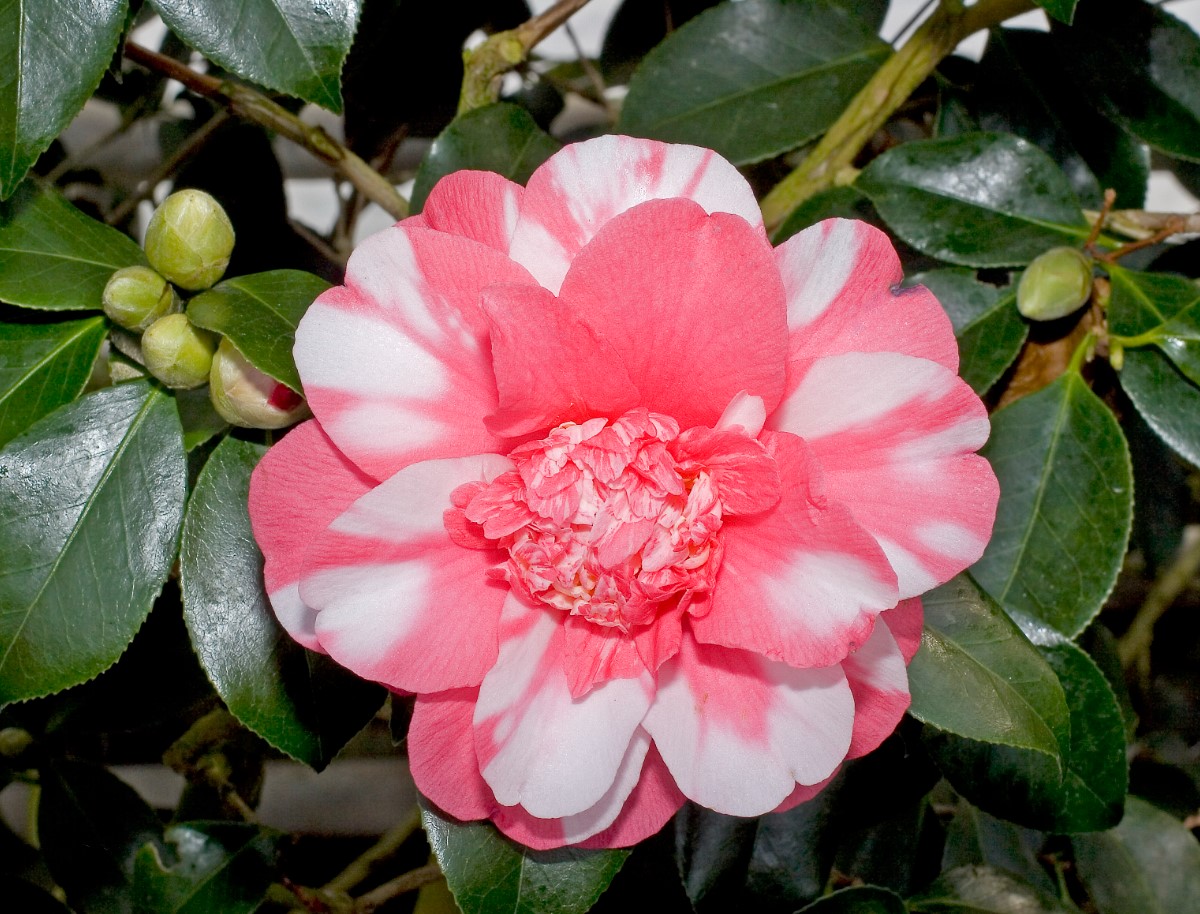 камелия японская (Camellia japonica)