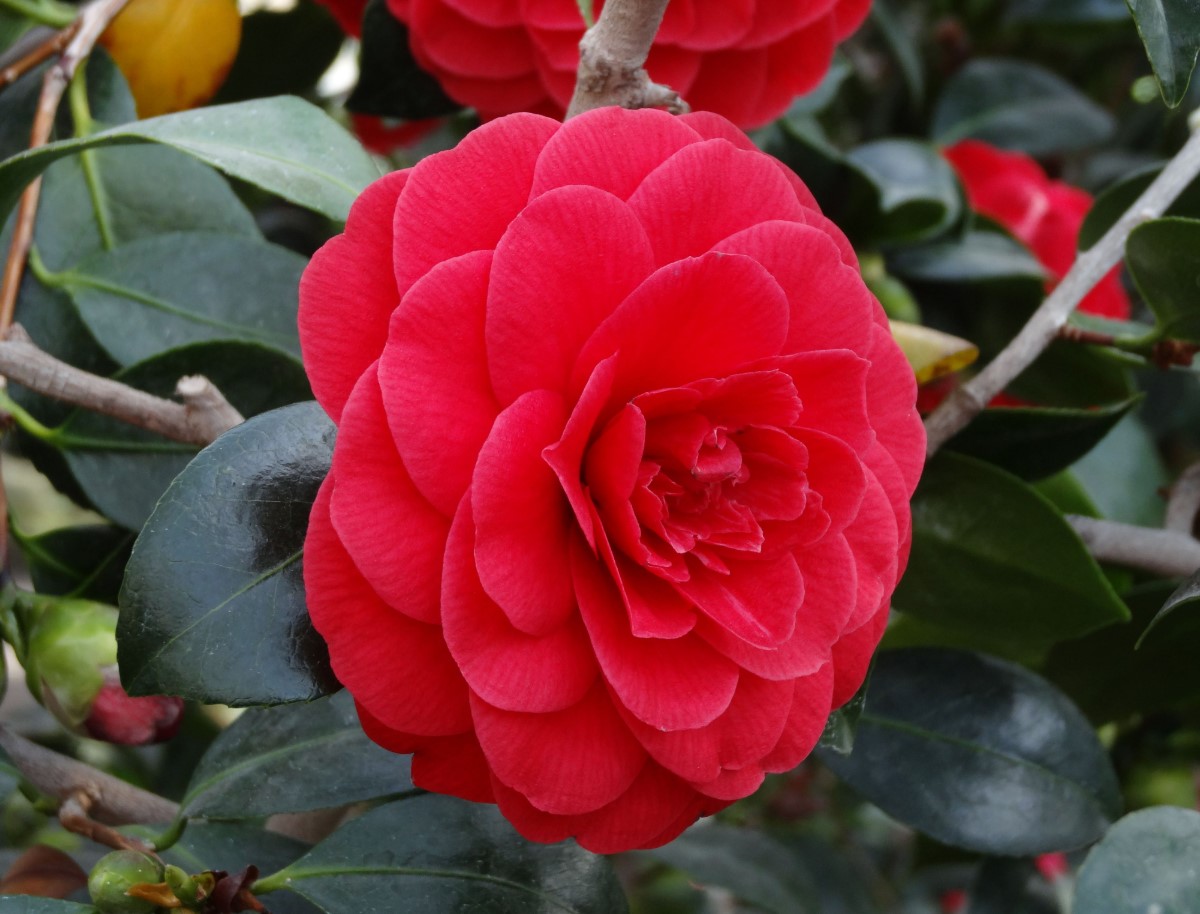 камелия японская (Camellia japonica)
