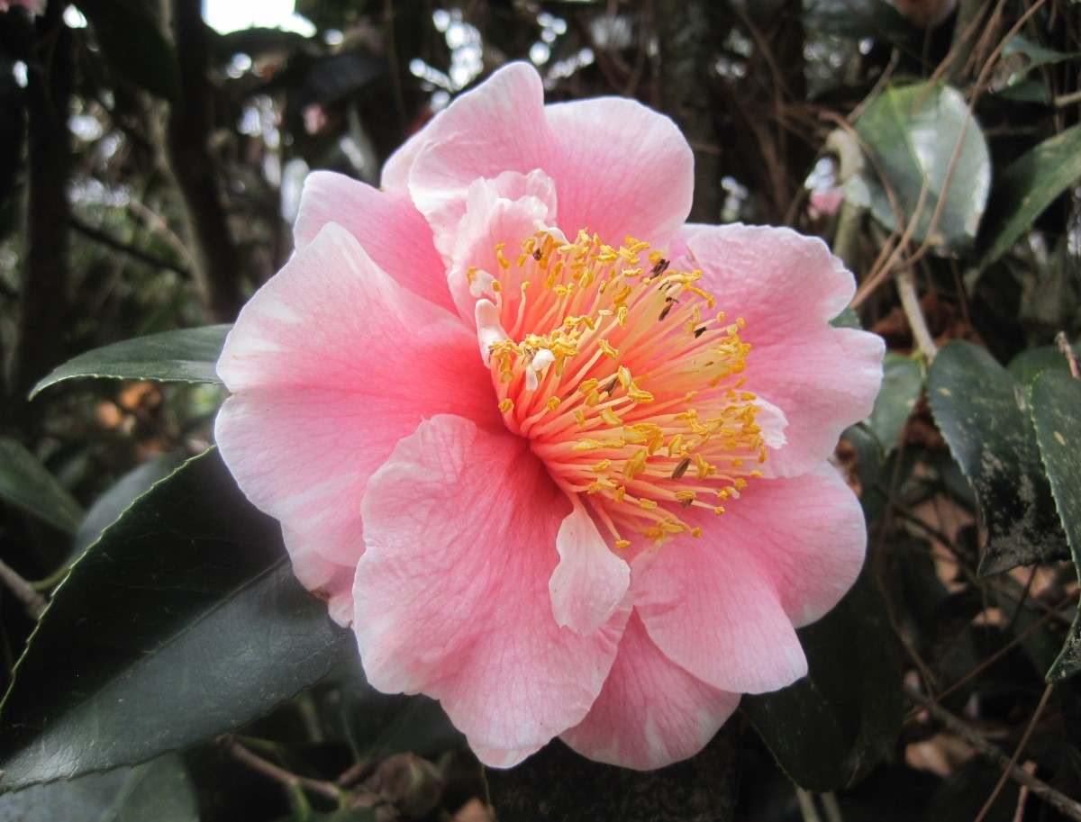 камелия японская (Camellia japonica)
