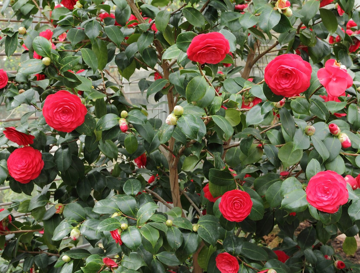 камелия японская (Camellia japonica)