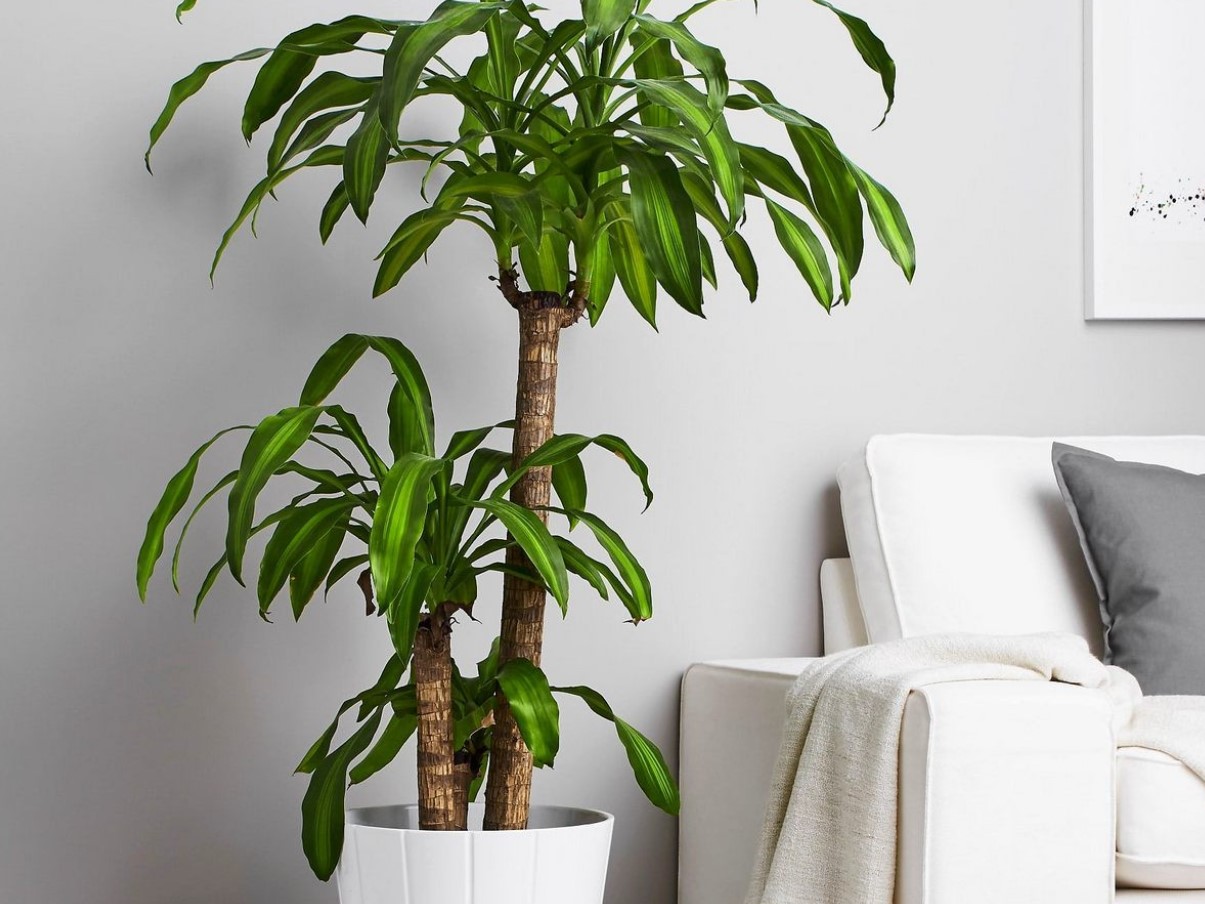 Драцена душистая (Dracaena fragrans)