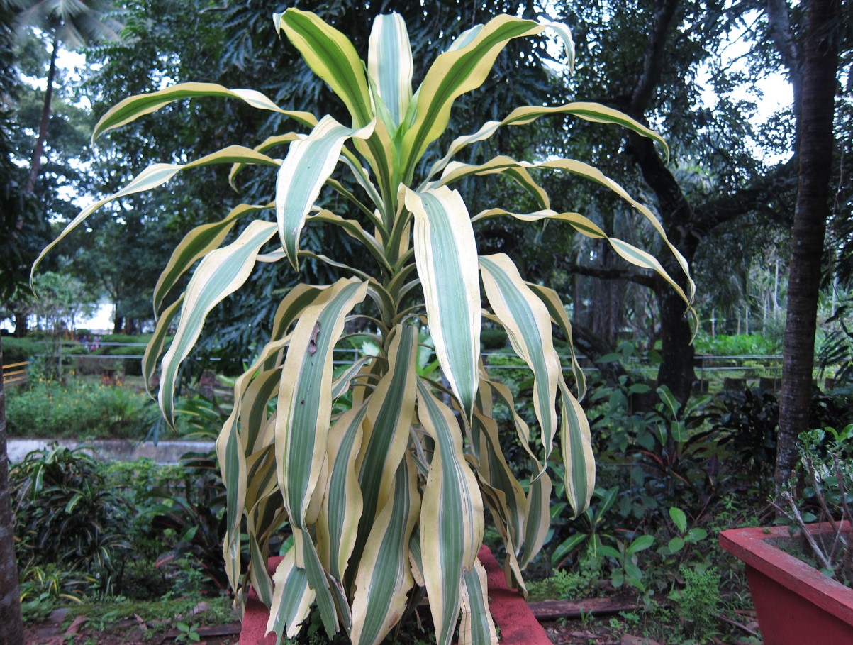 Драцена душистая (Dracaena fragrans)
